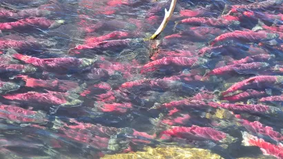 Sockeye Salmon
