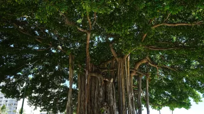 Large banyan tree in Honolulu, Hawaii.