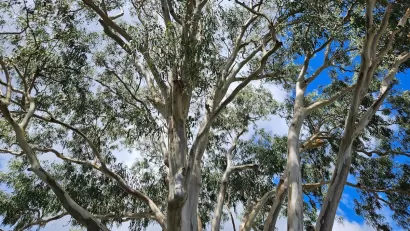 Close-up of narge eucalyptus tree.