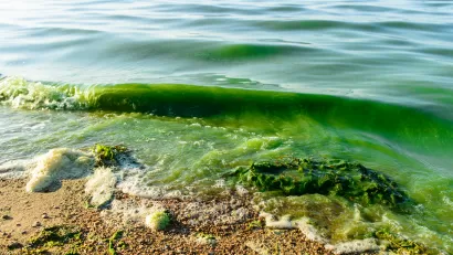 A close-up of the water line on a freshwater beach, small waves lapping at the shore, the water green with algae