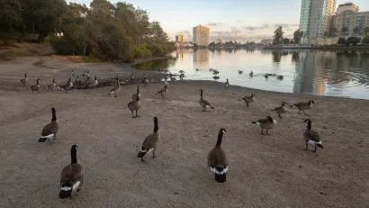 Canada geese sitting on shore of Lake Merritt in Oakland, California.