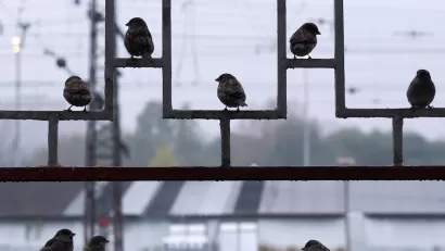 Group of sparrows sitting on decorative metal fence.