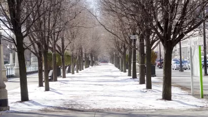 Snowy walkway in Chicago in winter flanked by medium-sized trees.