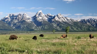 Bison grazing in green meadow with Grand Teton mountains in background.