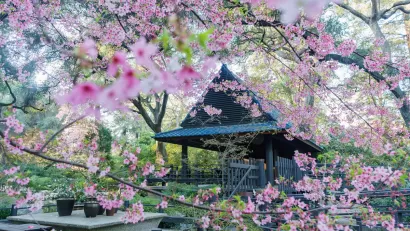 Pink flowers in bloom in front of wood gazebo/pavilion in Descanso Gardens, Los Angeles.