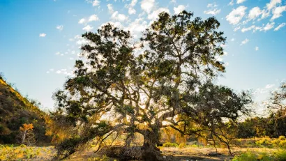Large oak tree in meadow with sun filtering from behind it in Angeles National Forest.