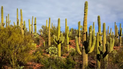 Dense stand of saguaro cacti in Arizona desert.