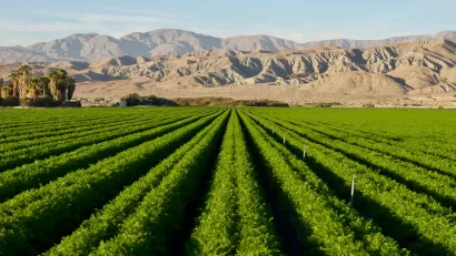 View of green carrot field against backdrop of arid Southwest mountains