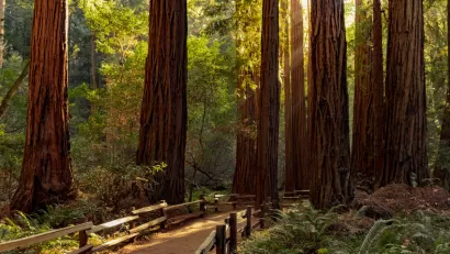 Dirt trail with wood railings through grove of tall California coastal redwood trees.