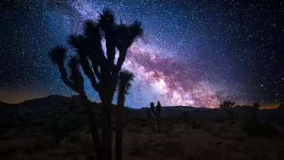 Joshua tree sillhouetted against starry night sky in the Mojave Desert.