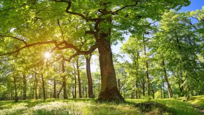 Large mature oak trees with sun filtering through.