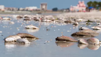 Dead fish washed up on Florida beach during 2018 'red tide' algae bloom event.