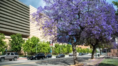 Mature jacaranda trees full of purple blooms on street in Los Angeles, California.