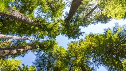 Looking up at a grove of mature hemlock trees on a sunny day.