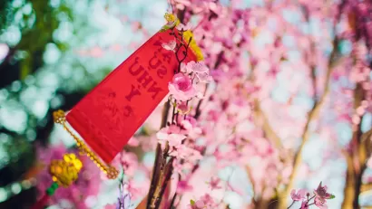 Close-up of pink cherry blossoms with red Lunar New Year banner.