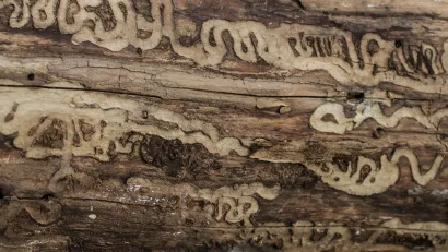 Close-up of wood log with emerald ash borer larvae tracks etched in the wood.