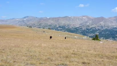 Two cows grazing in a field with Bighorn Mountains in background in Wyoming.