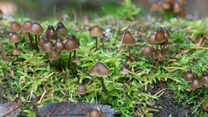 Close-up of small brown mushrooms growing in soil and moist green moss.