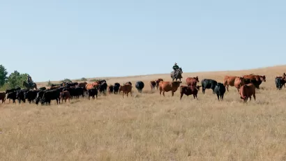 Herd of cattle grazing in field with cowboy on horse watching them.