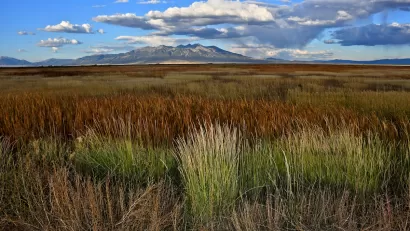 Wild grasses and Reeds in wetlands with the backdrop of Blanca Peak, sacred to the Navajo People, Alamosa National Wildlife Refuge, Colorado.