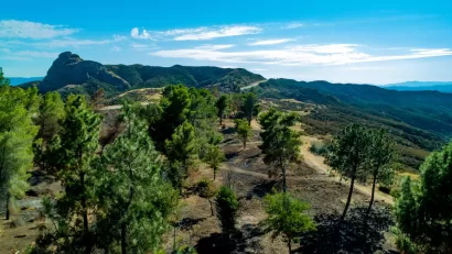 Wildfire recovery area with small trees growing in burn areas in Angeles National Forest in California.
