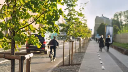 Close-up on young tree planted on urban median flanked by a sidewalk and a bike lane.