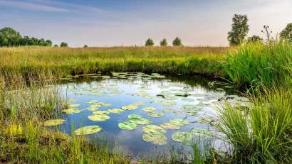 View of wetlands with lilypads at dusk.