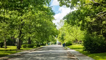 Large trees on either side of wide suburban street.