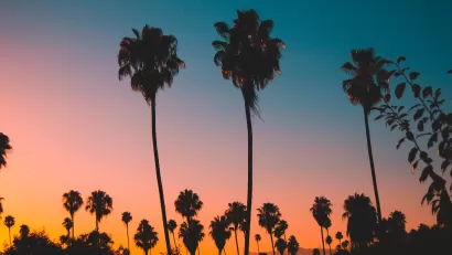 Sillhouettes of tall alm trees in Los Angeles against dark sunset colors