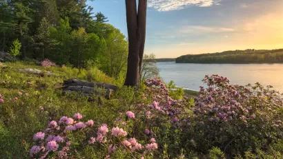 View from lakeside with green grass and pink blooming flowers