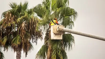 Worker trims tall palm tree.