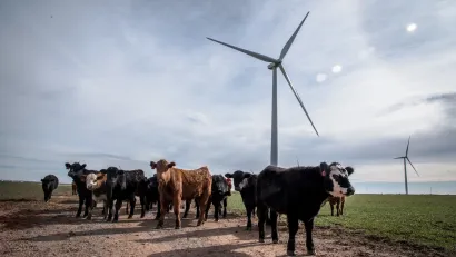 Herd of cows standing in front of wind turbine in grassy field in Texas.