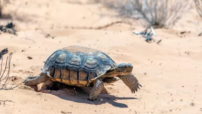 Close-up of desert tortoise in Nevada desert.