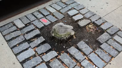 Tree stump in an urban sidewalk