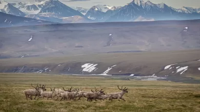 Herd of Caribou in Arctic National Wildlife Refuge in Alaska with snowy mountains in background.