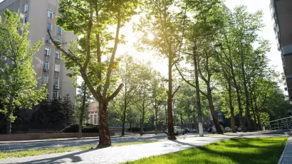 Tall mature green trees lining a concrete walkway next to a street with multistory apartment buildings on other side and sun filtering through the leaves.