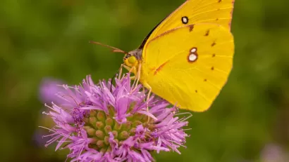 Close-up of yellow dogface butterfly sitting on purple flower.
