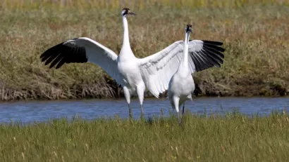 Two Critically Endangered Whooping Cranes in Aransas National Wildlife Refuge, Texas.