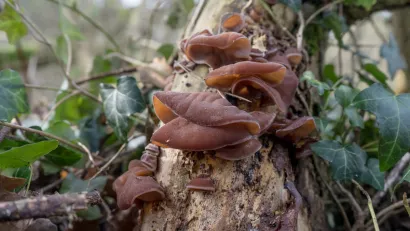 Chinese morel mushrooms growing on a log with green leaves.