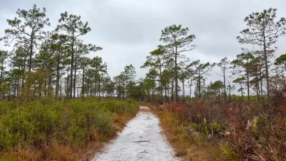Longleaf pine prairie in the Savage Christmas Creek Preserve near Orlando, Florida.