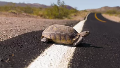 Desert tortoise on asphalt road.