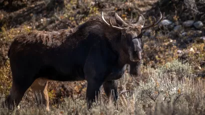 Young bull moose stands in grassy field in Bridger-Teton National Forest