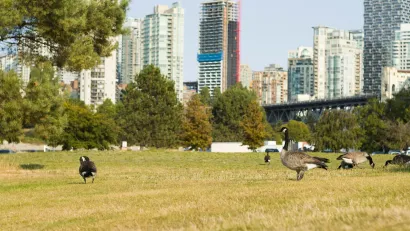 Canada geese on lawn in city park with high-rise buildings in background in Vancouver, Canada.