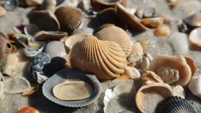 Close-up of varied seashells on a sandy beach.