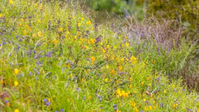 Purple, orange, and yellow wildflowers in a field in California.