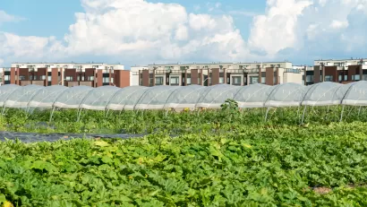 View of field of produce and hoop house on urban farm, with a line of multistory buildings in the background.