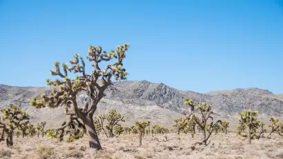 A Joshua tree forest in the Mojave desert with mountains in background.