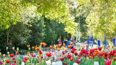 Multicolored tulips in Descanso Gardens, Los Angeles, CA.