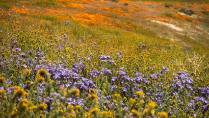View of purple, orange, and yellow wildflowers on hillside during California superbloom