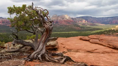Manzanita tree against red rock desert background.